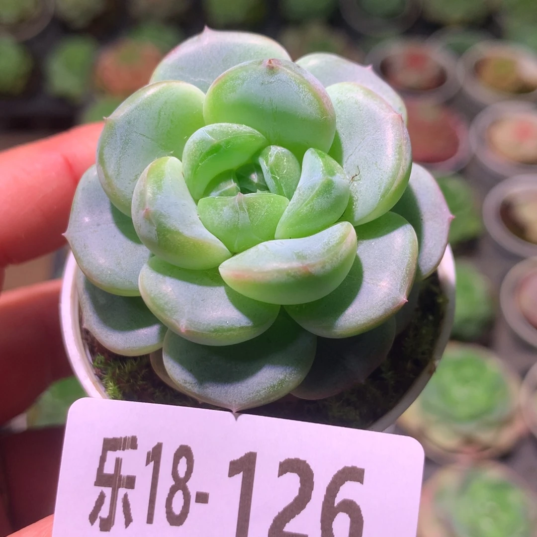 乐然18-126 福利珍妮