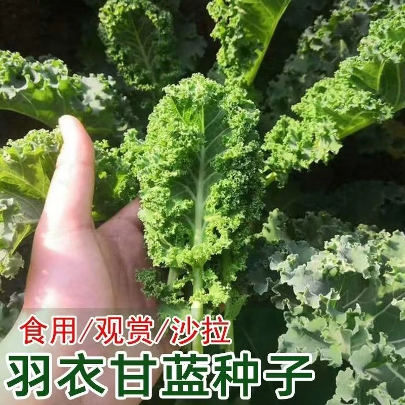 清脆爽口可食用羽衣甘蓝种子