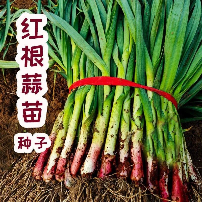 红根宽叶蒜苗种子香蒜硬叶一年四季三茬紫根蒜苗耐热耐寒蔬菜种子