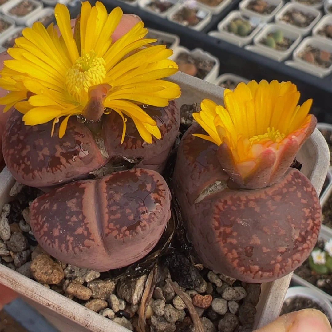 5厘米红宝石多肉植物带盆