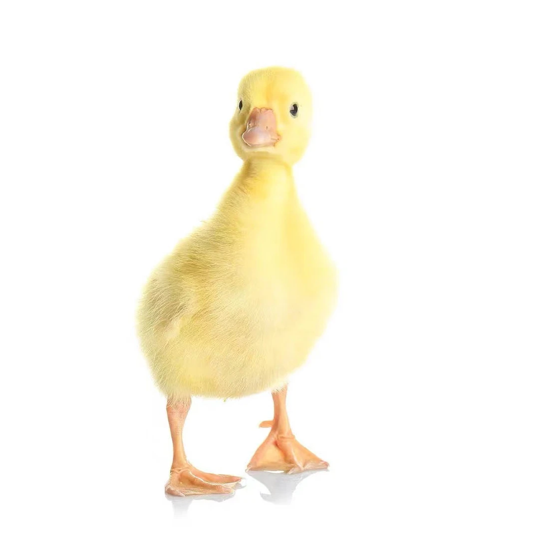 四季鹅产蛋鹅包邮到家售后三天