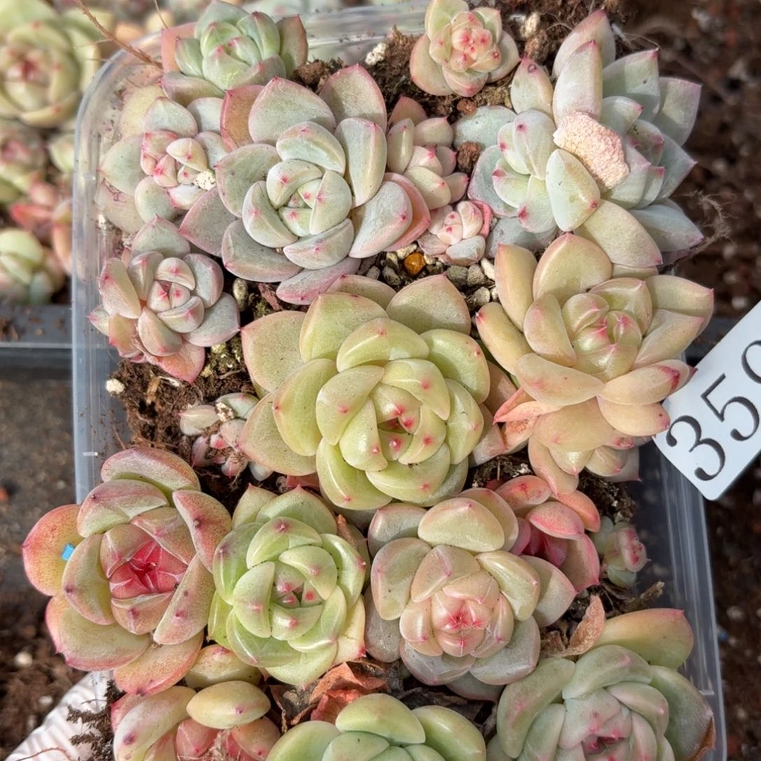 多肉植物多肉植物359