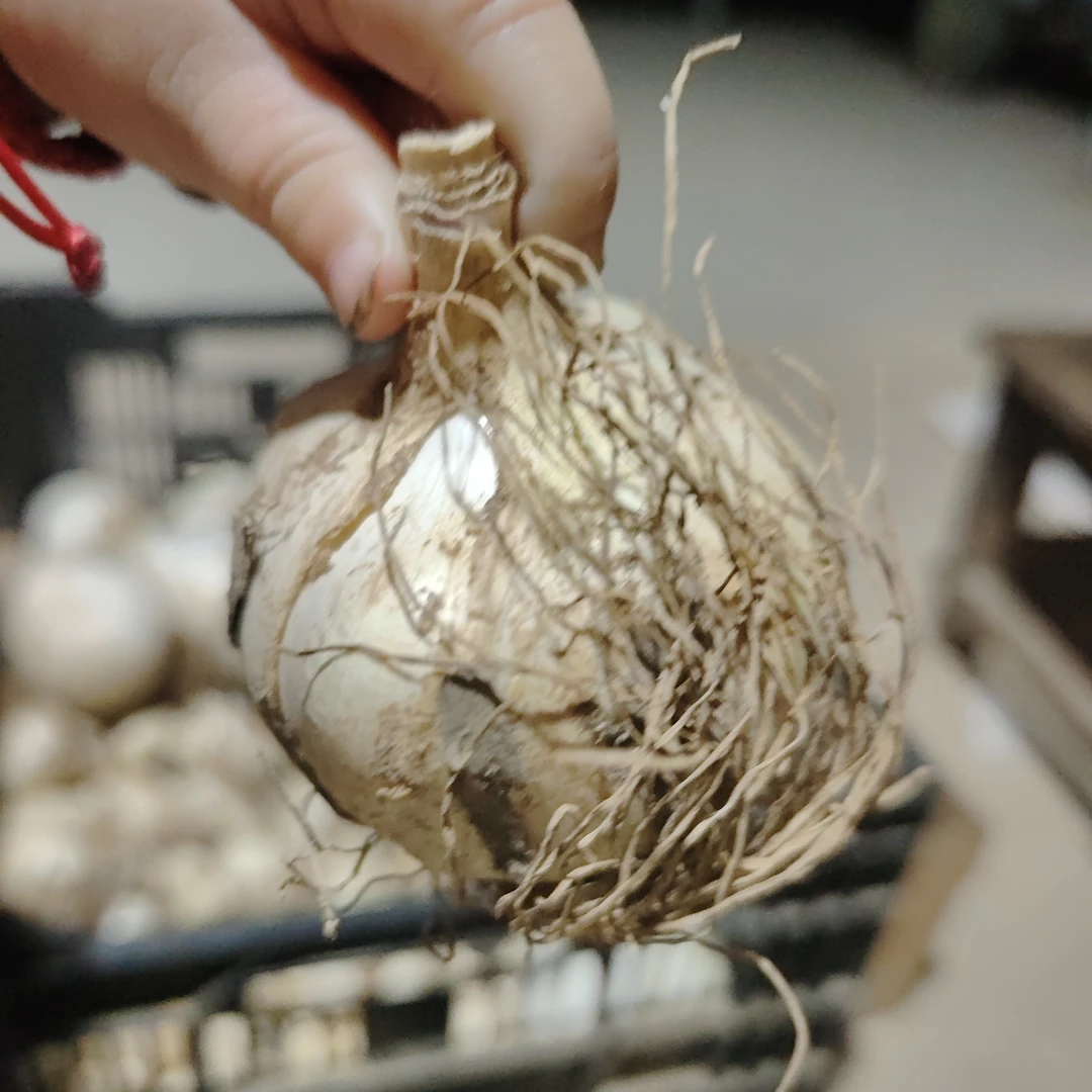 荷兰大花葱，大使种球小球开花的