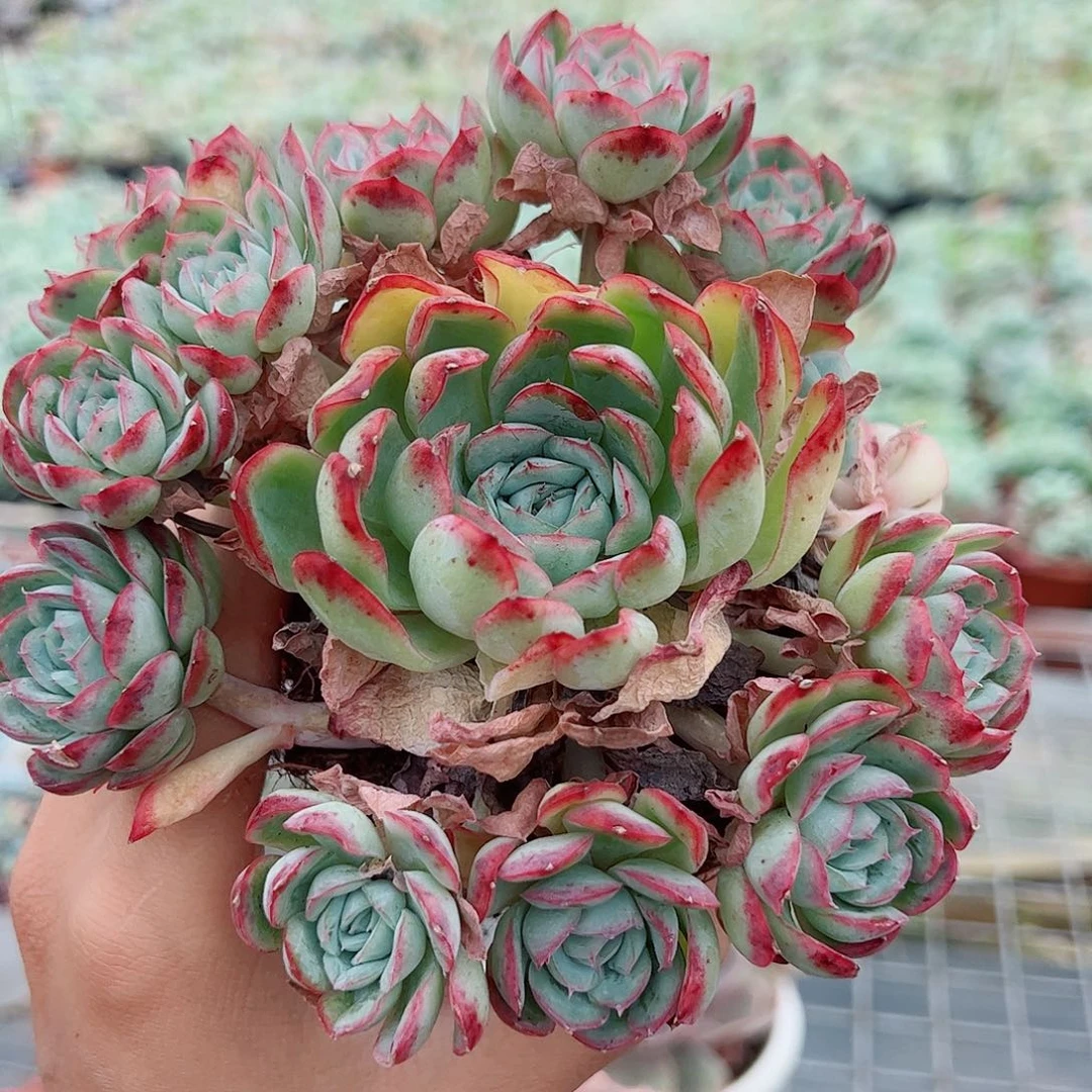草莓熊多头手捧造型