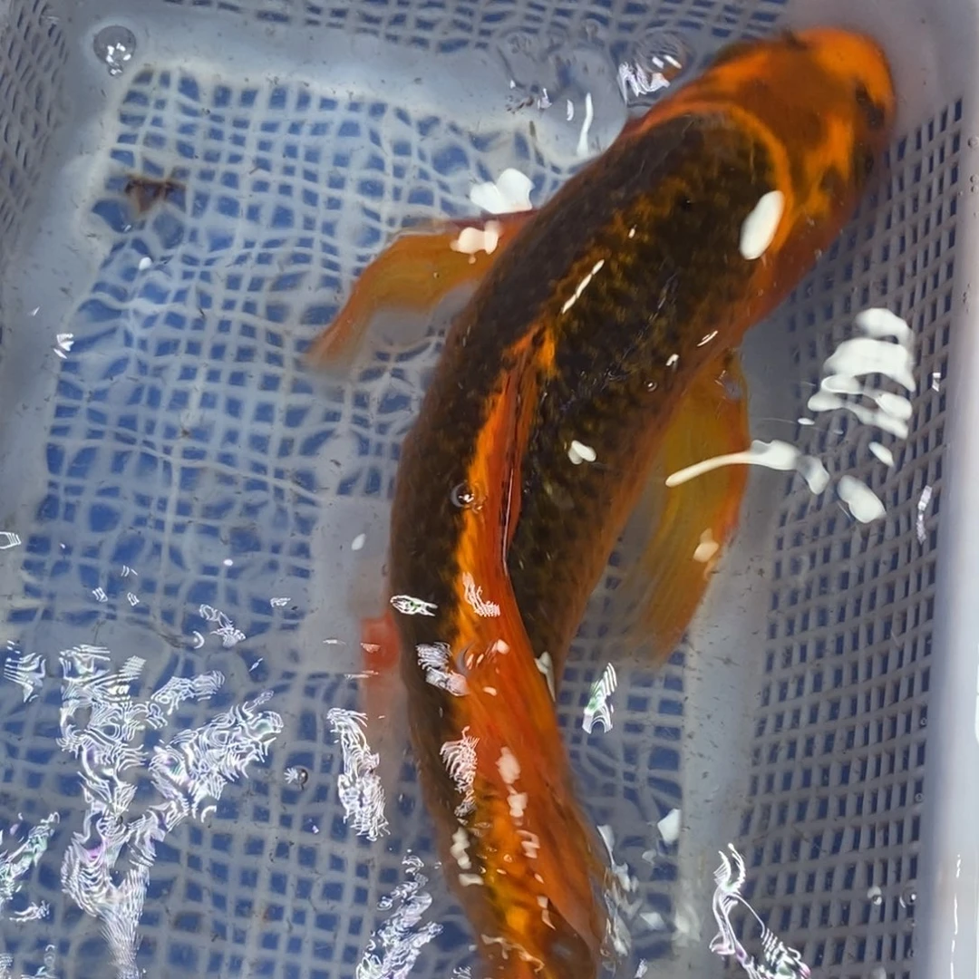 锦鲤冷水锦鲤包邮