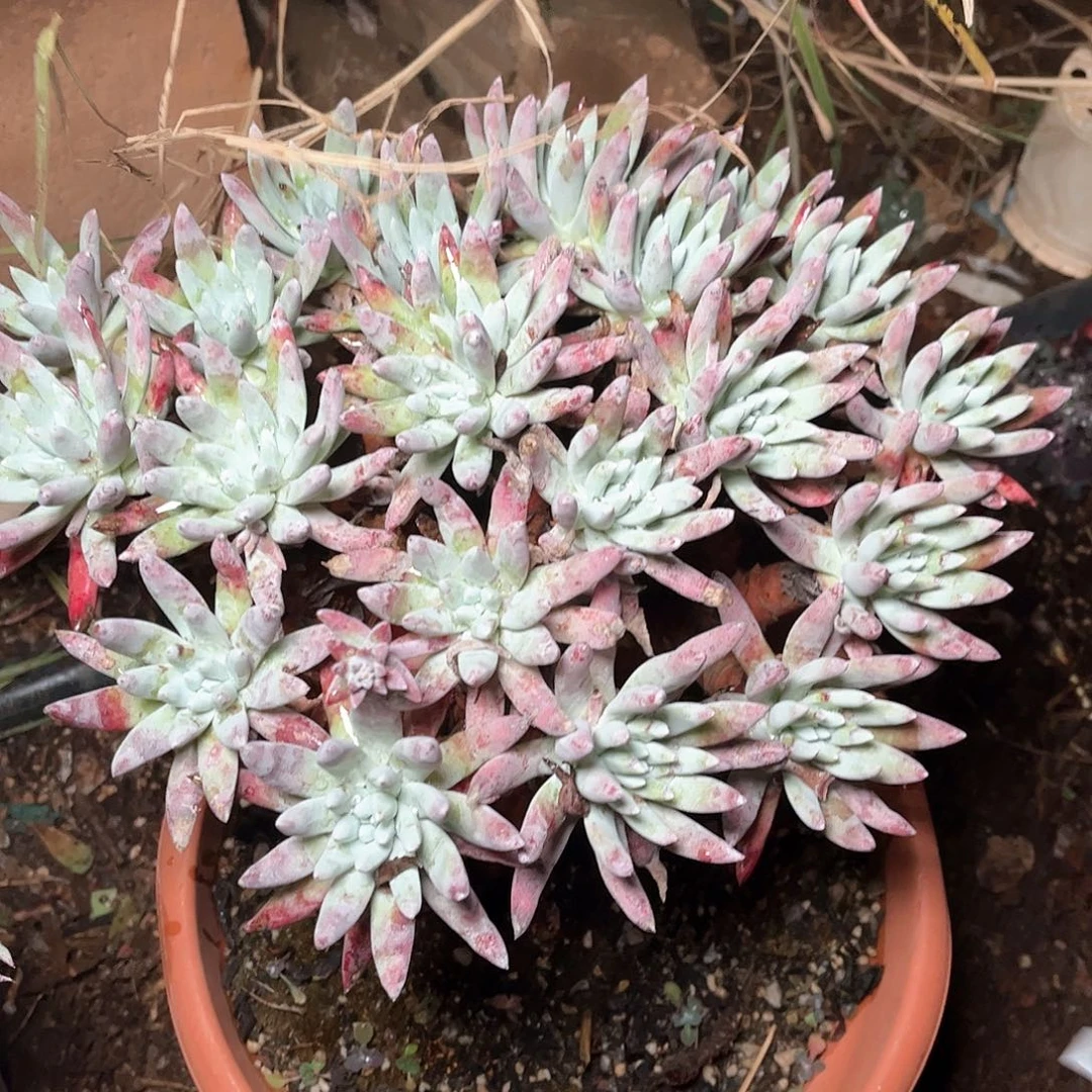 6099文森特仙女杯多肉