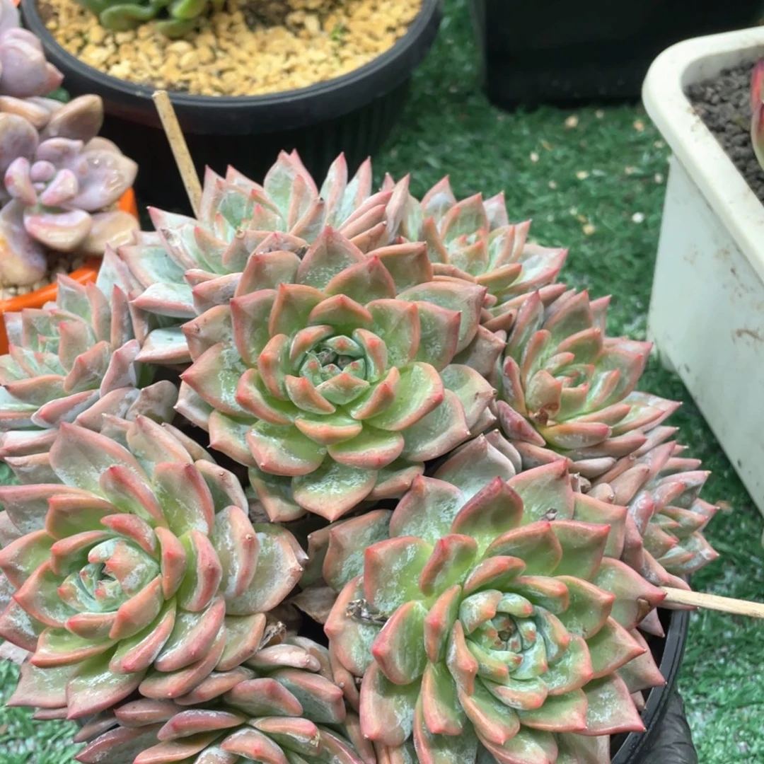 粉蓝鸟一物一拍满28包邮非偏远