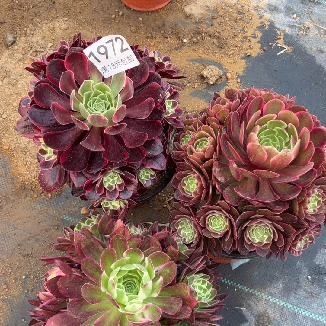 法师多肉  裸根脱土发货