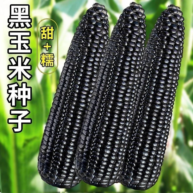 正品黑甜糯玉米种子黑糯玉米香甜糯玉米种原装新鲜黑糯米种子大全