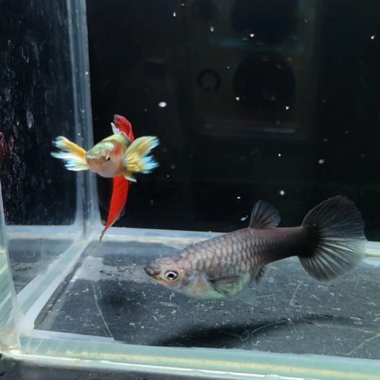 孔雀鱼飞象耳两对