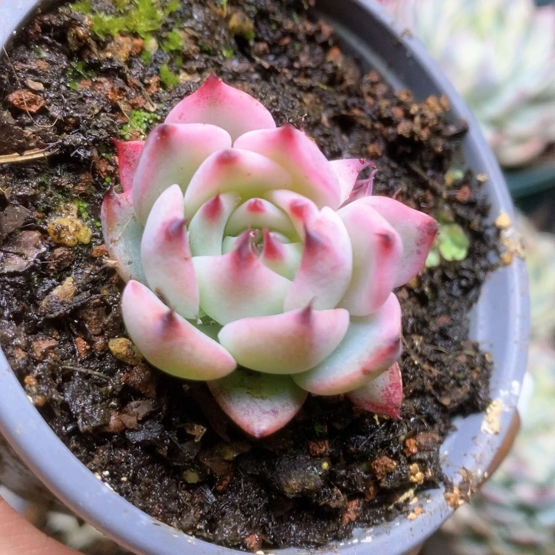 131覆轮锦锦锦锦锦锦