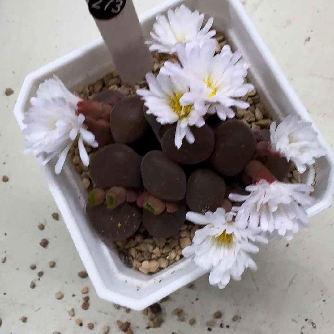 大***大多肉植物福利风铃273