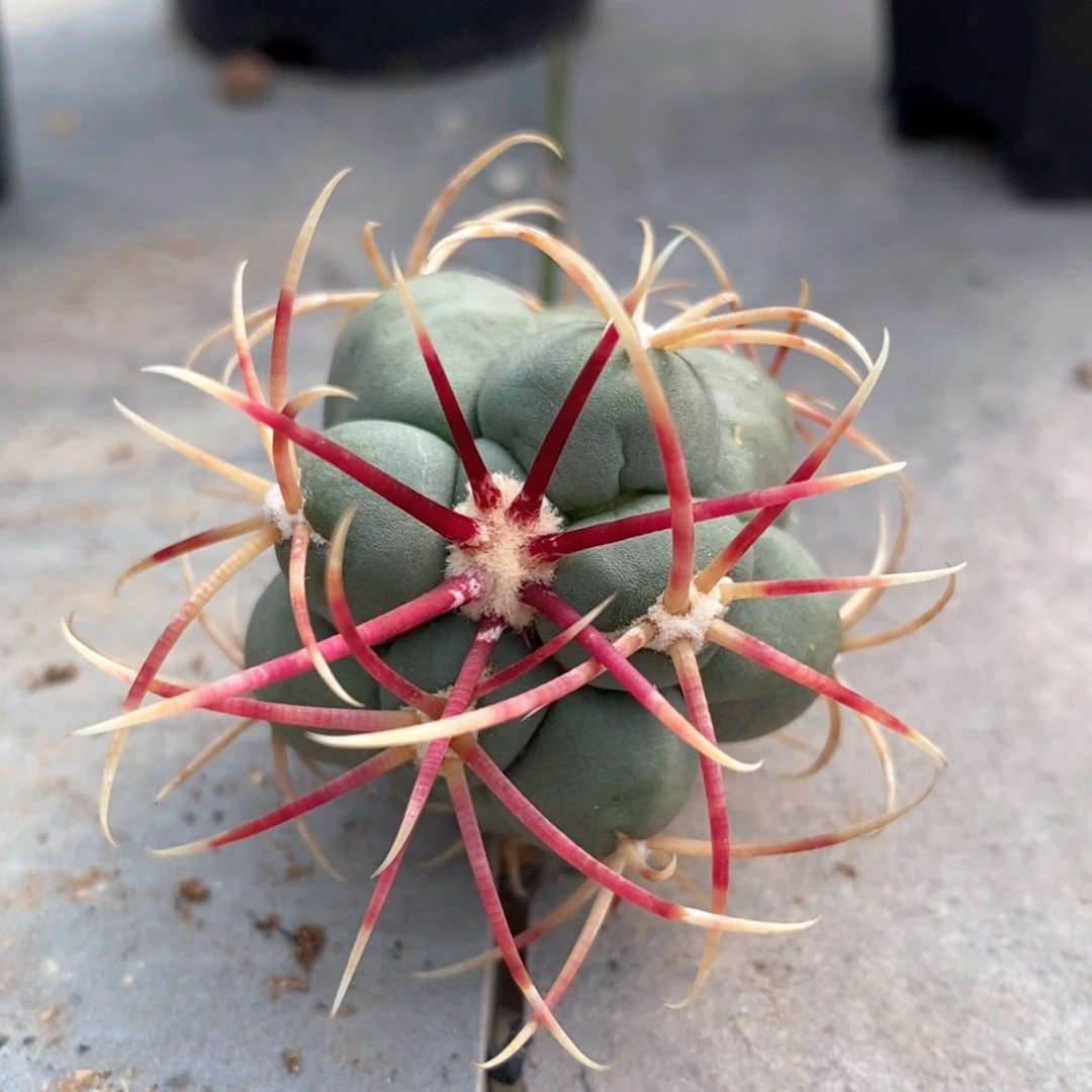 杀**。仙人球的世界里有