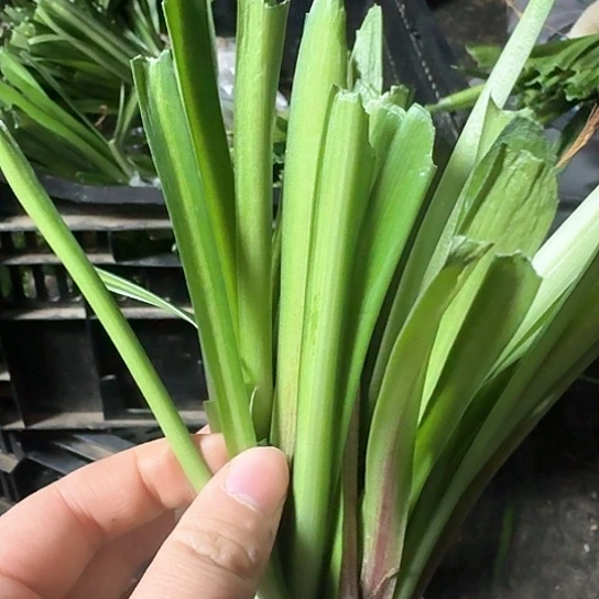 春**天2024杂交20颗左右 有一颗肋线 开花无售后