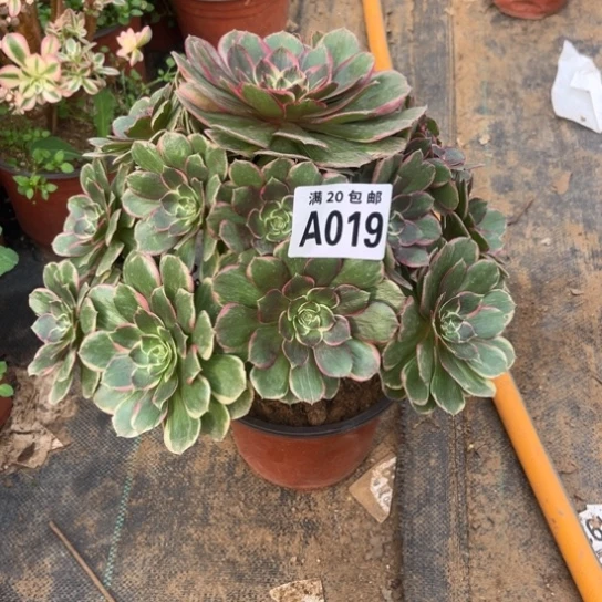 019粉花妖不包断枝