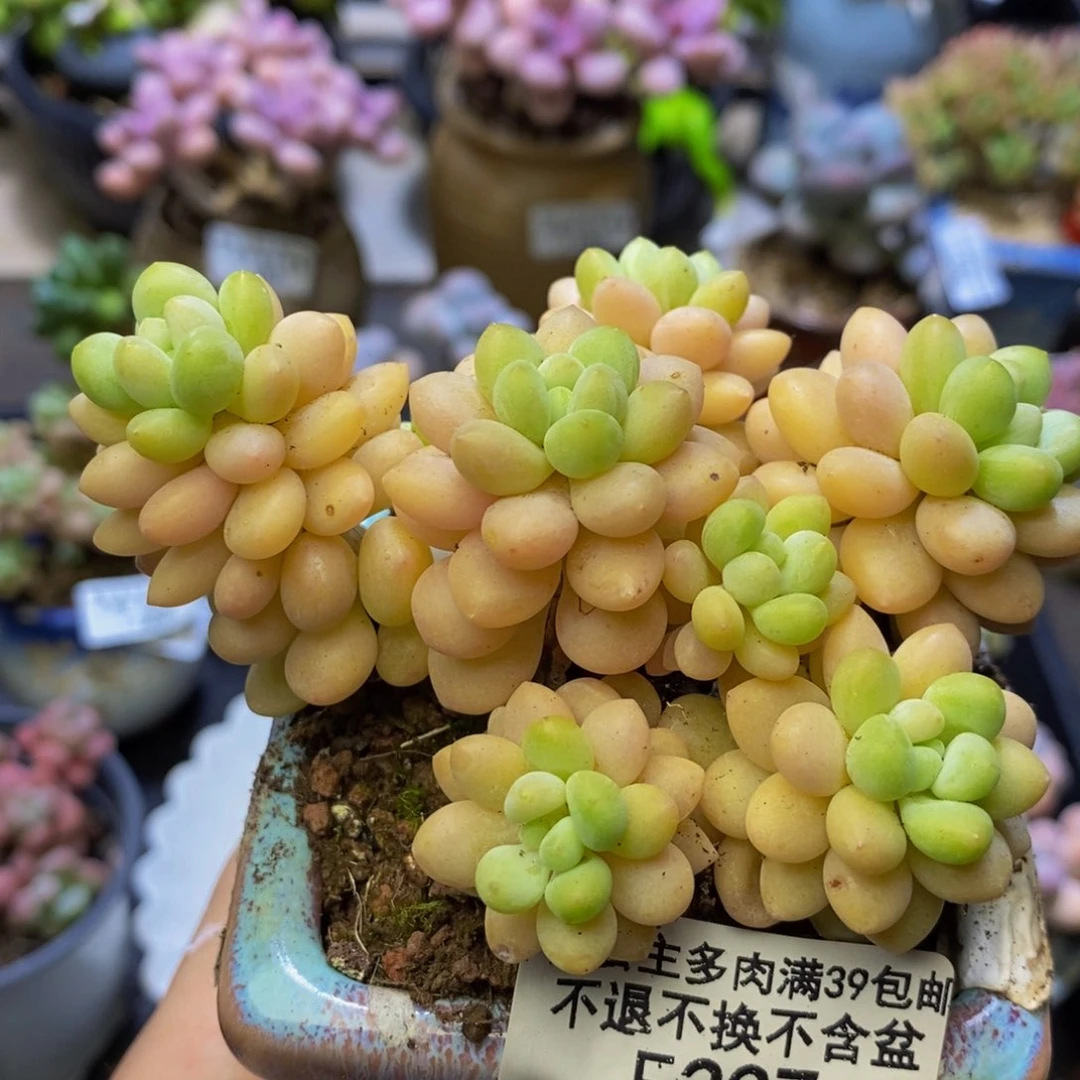 237 洛可可8 厘米运输会有掉叶