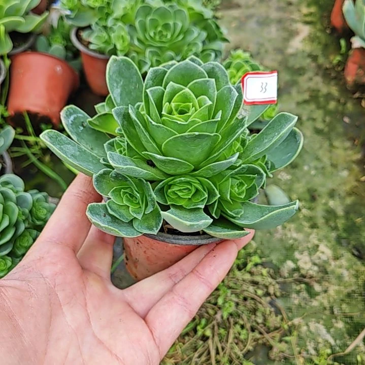 山地玫瑰多肉 33