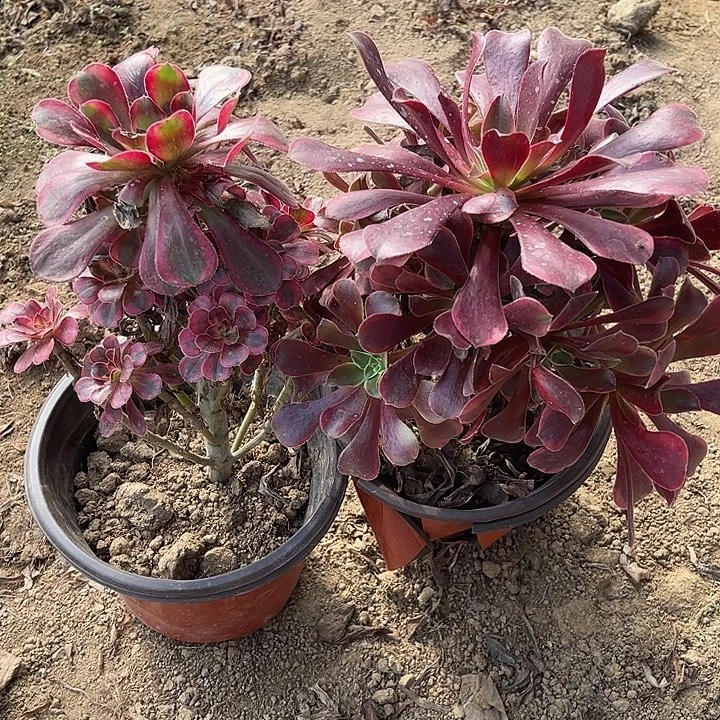 2棵玫瑰玫瑰玫瑰玫瑰