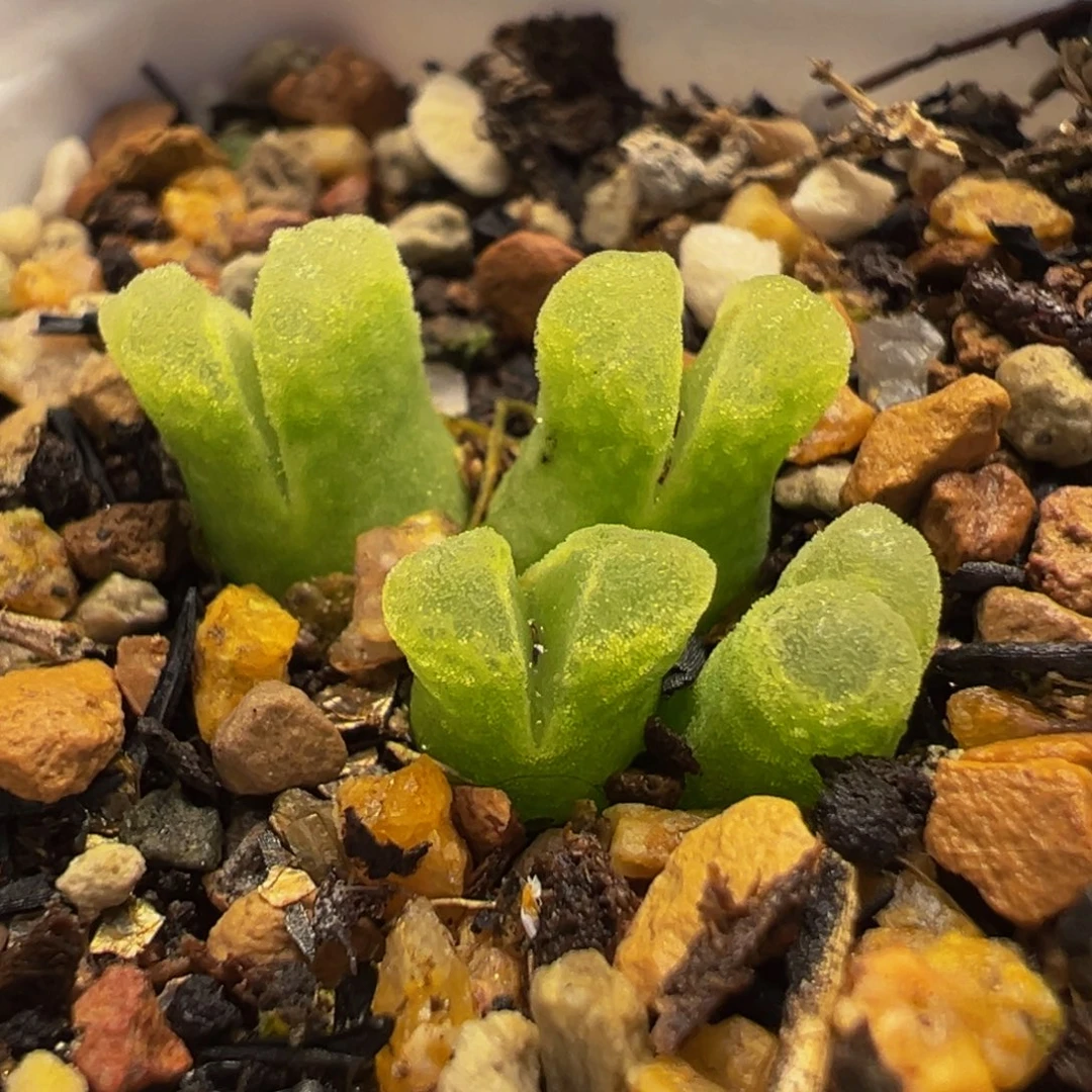 241多肉植物种类多样
