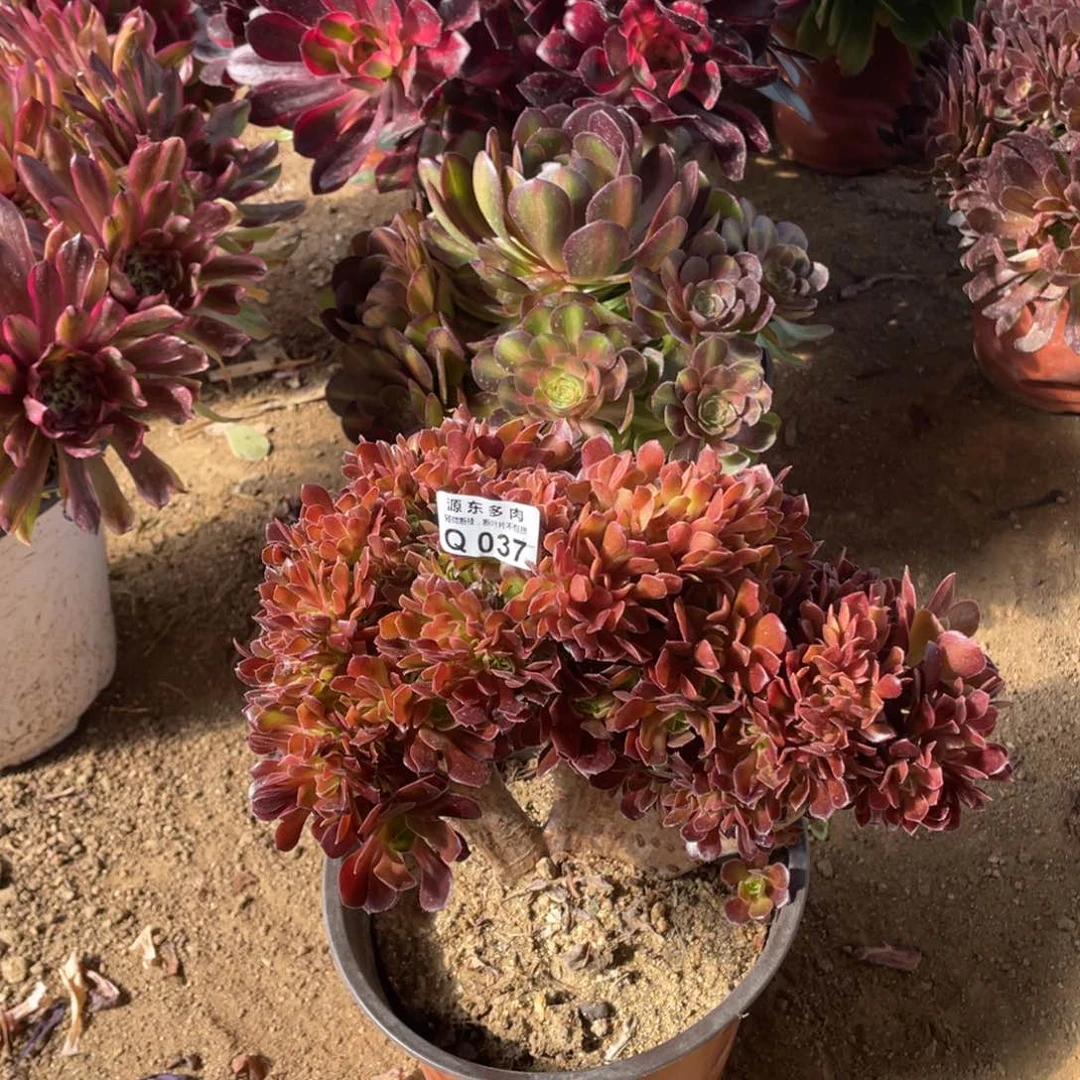 037柠檬多肉法师断枝不包