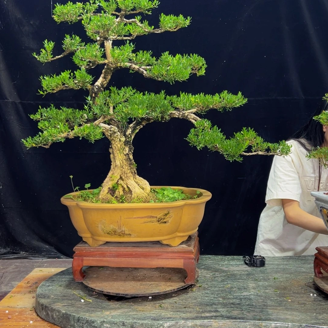 无花朵广东黄杨四季常青