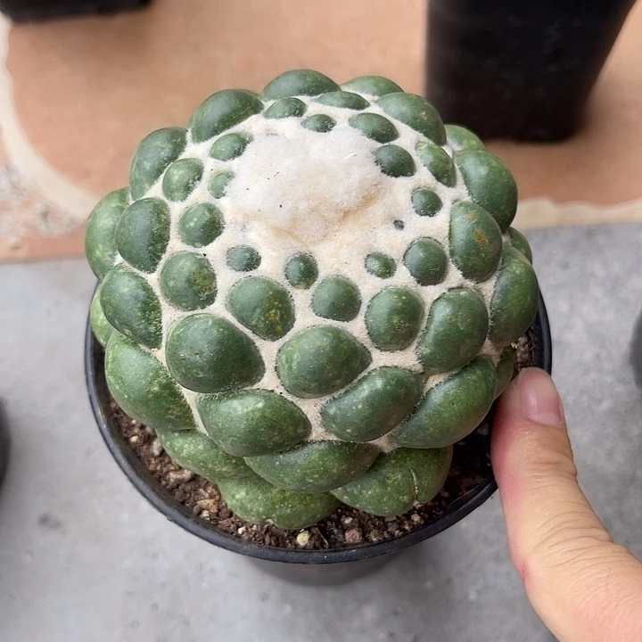 无花朵无刺象牙蜘蛛眼