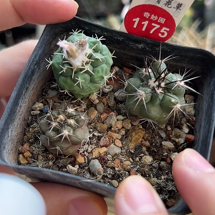 华丽玉加龙爪36800