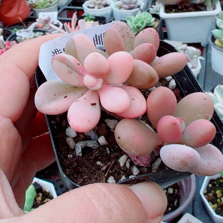 桃蛋锦多肉植物267