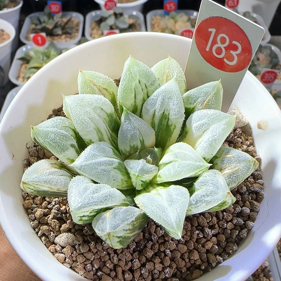 183号爱心寿锦一物一拍带盆