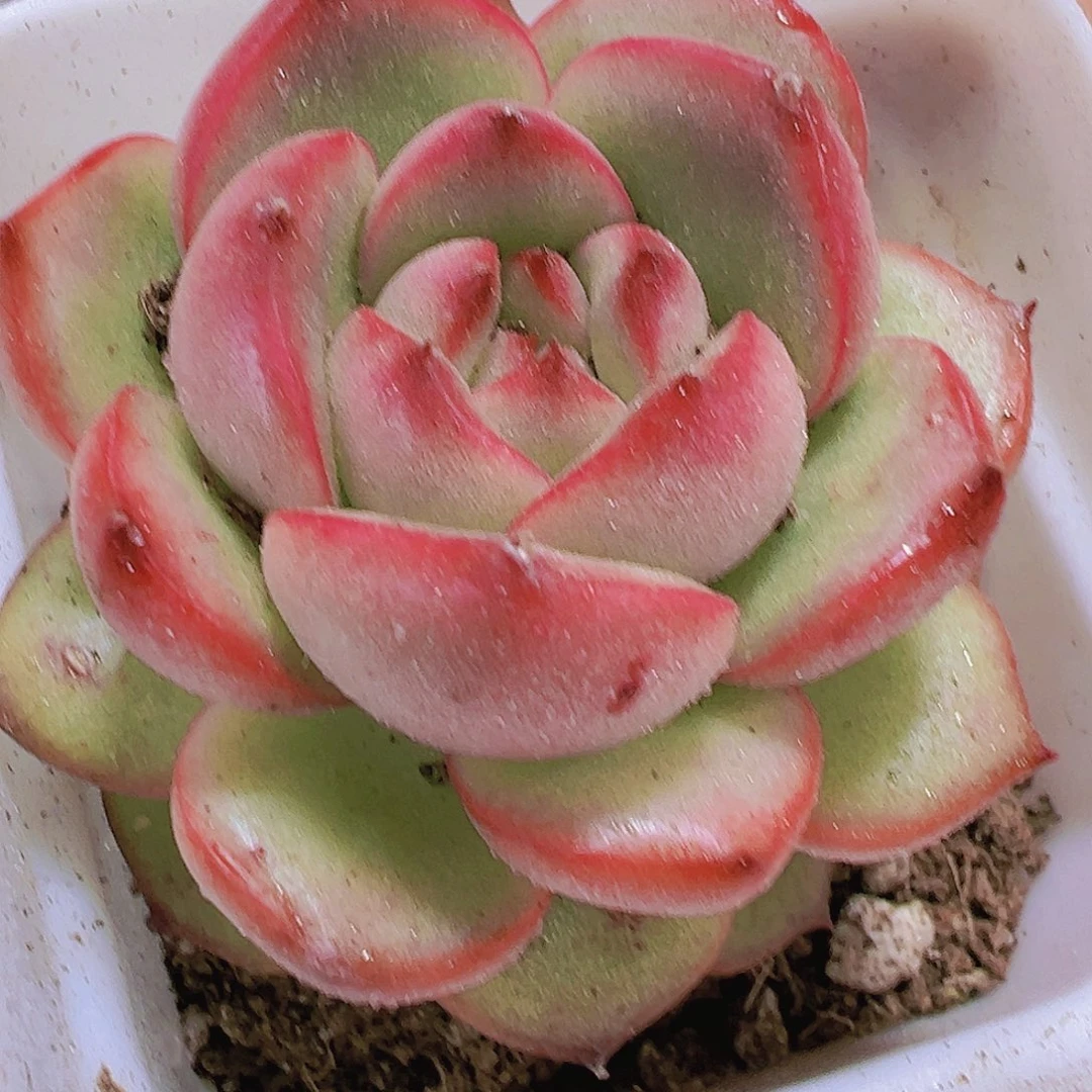 万宝龙带盆带土19包邮