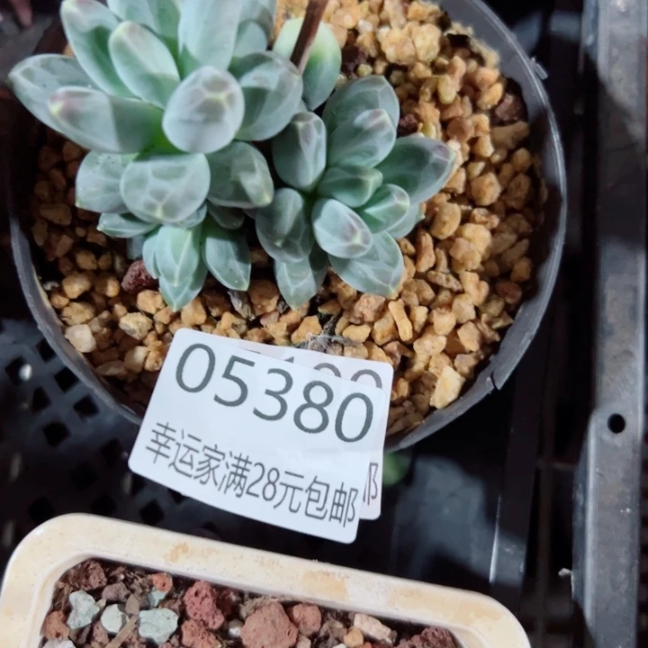幸运的人是我的幸运的