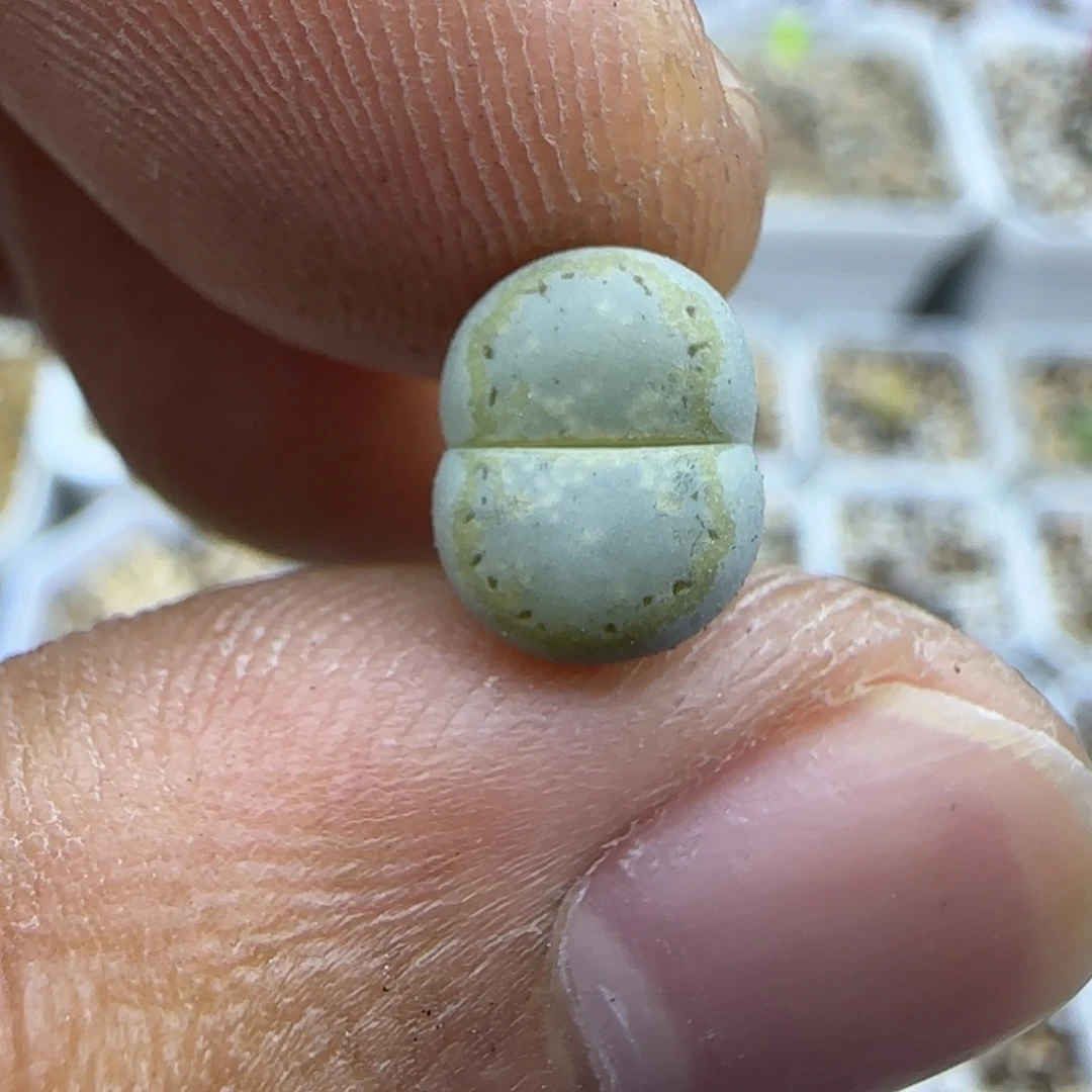205 生石花大棚直播