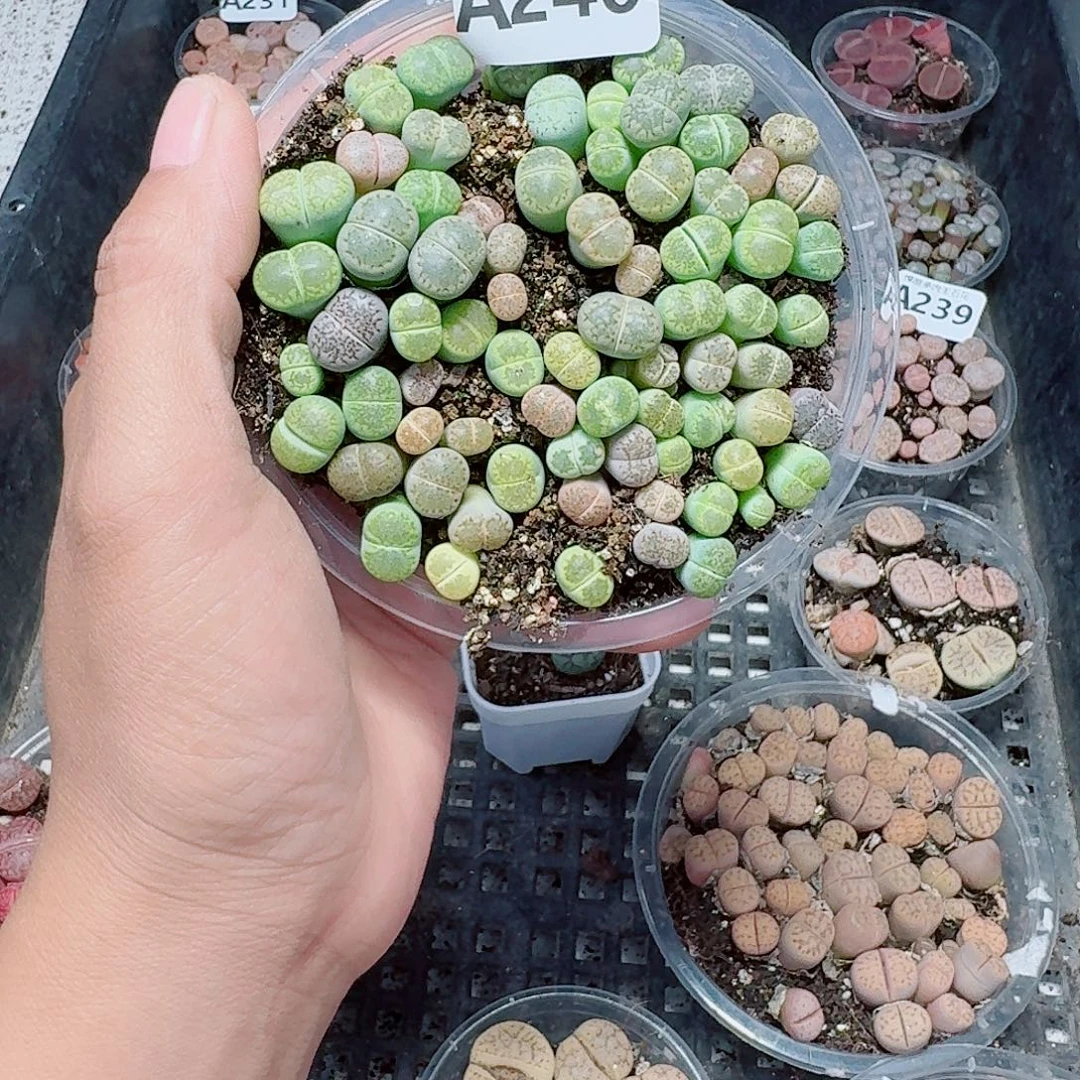 240多肉植物多肉植物