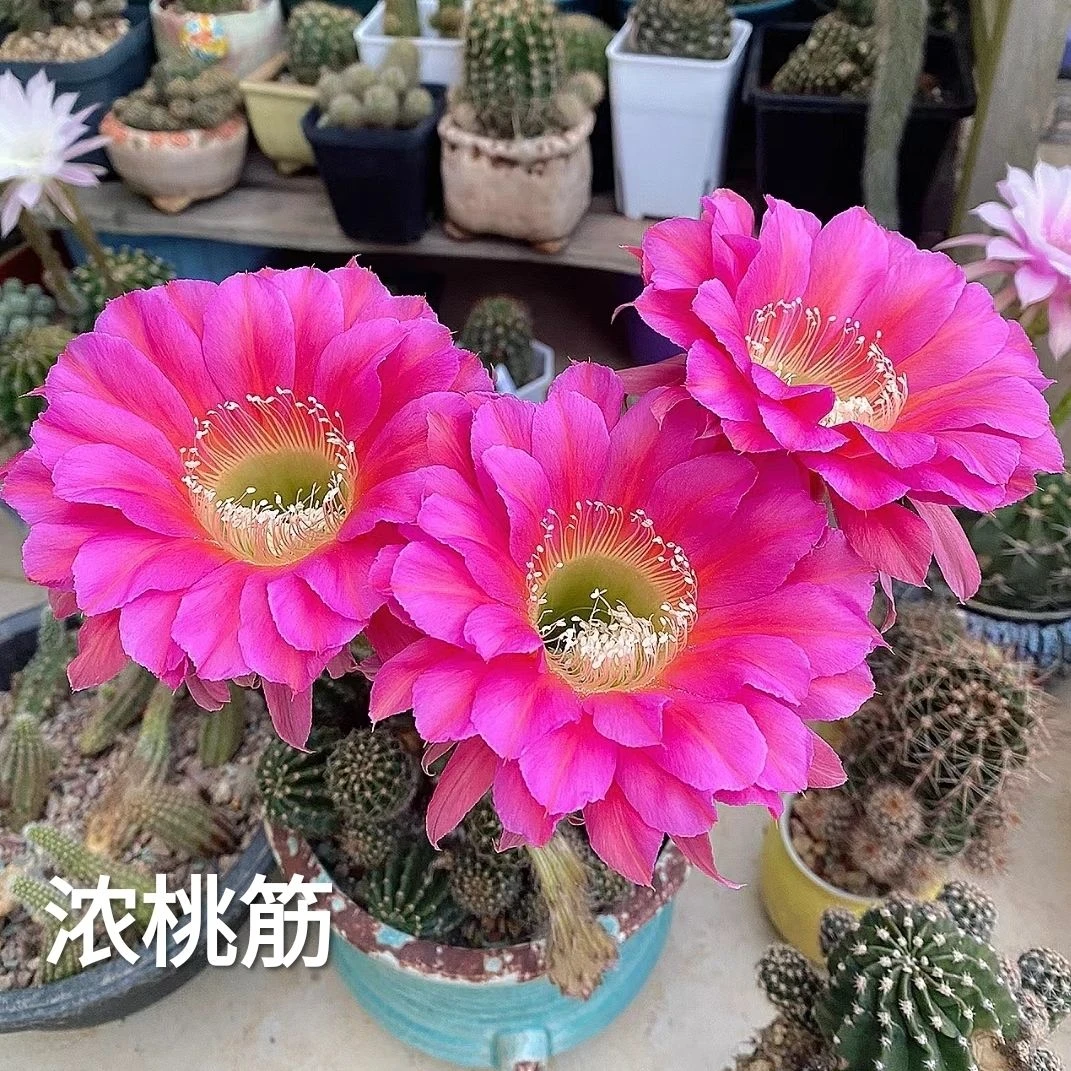 开大花仙人球彩草稀有席克氏实生开花好养懒人植物庭院阳台花卉