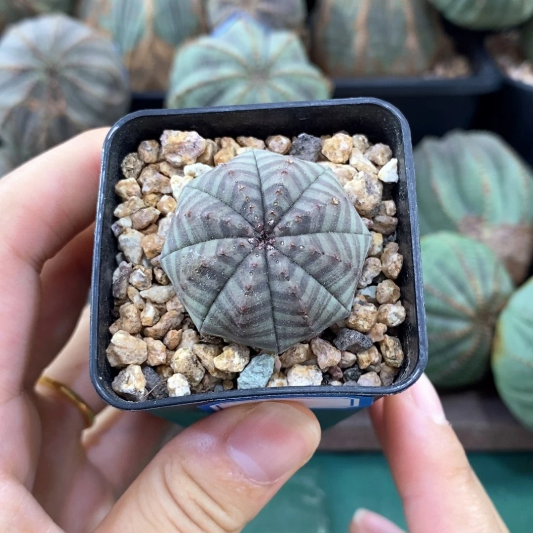 欧系实生布纹球多肉植物