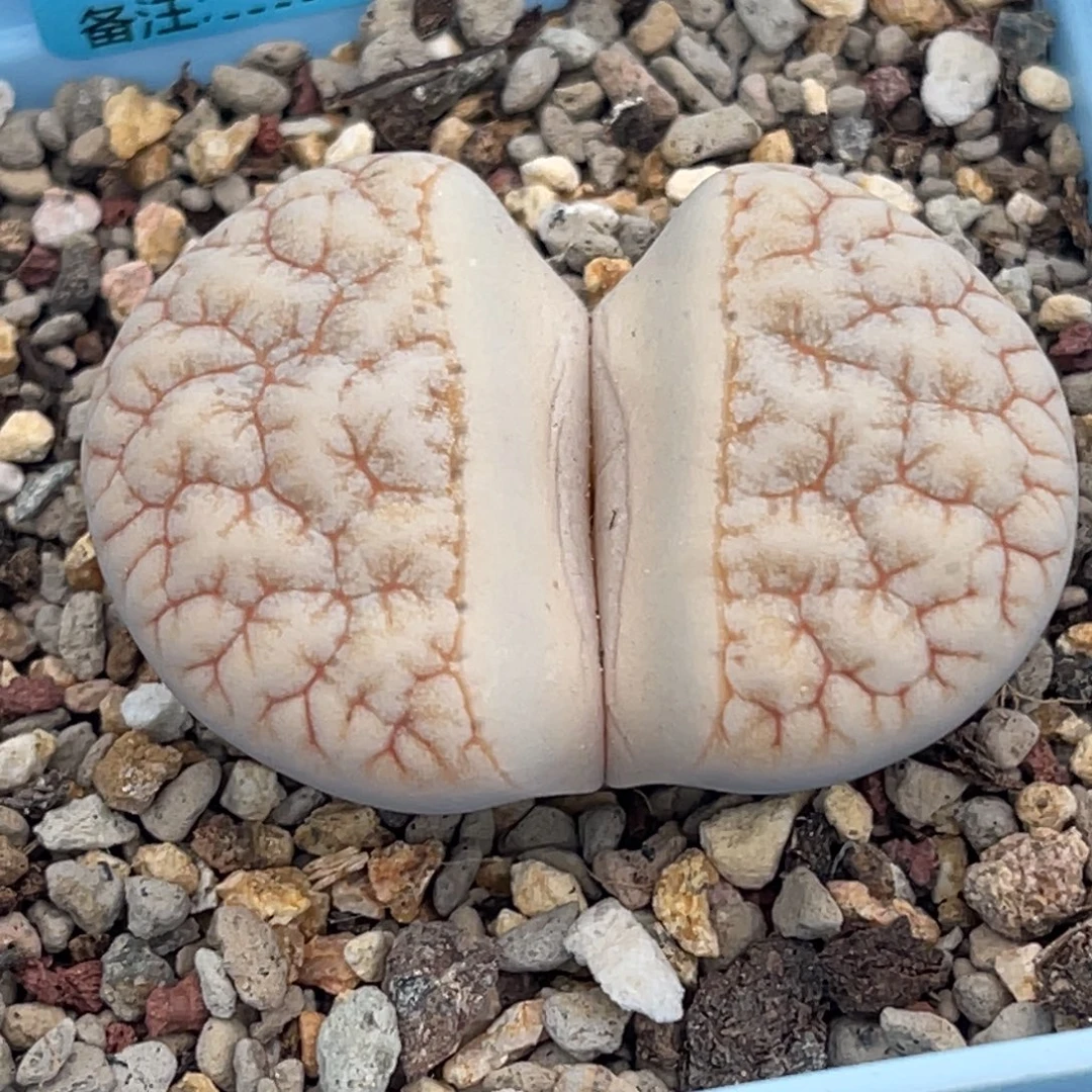 3051凹凸铁189一颗4.3服盆