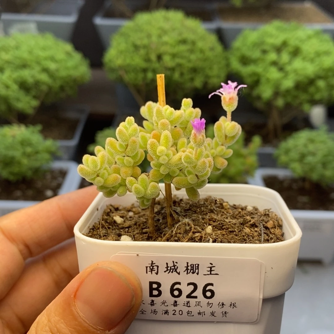 626优选冰晶枝干