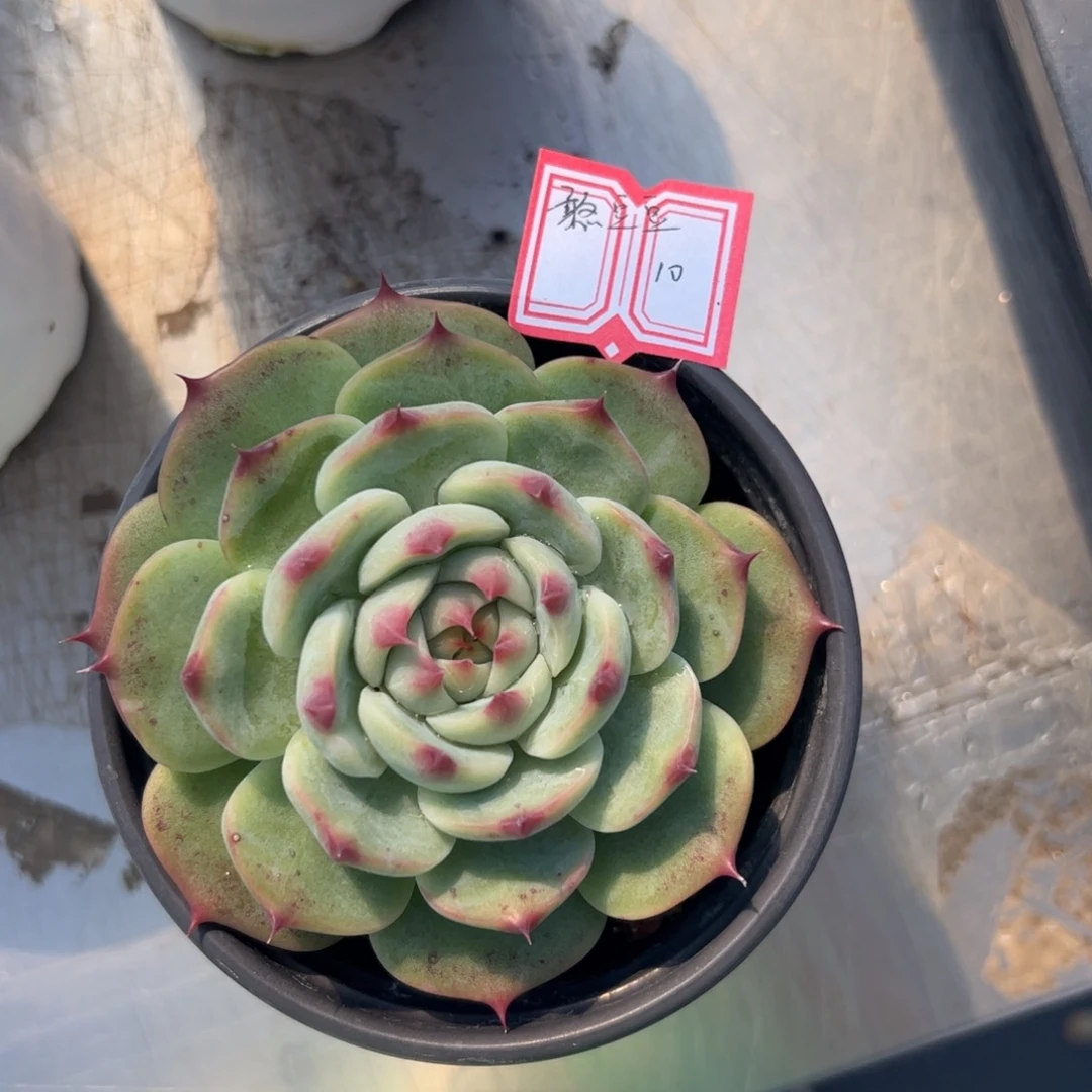 多肉植物多肉植物
