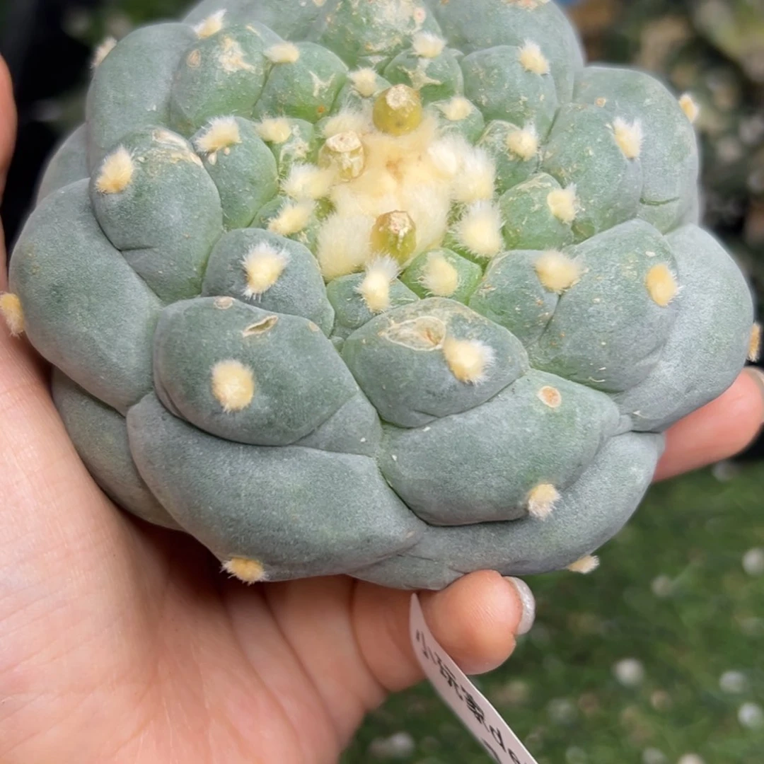 ー*135 有根点 仙人球的世界