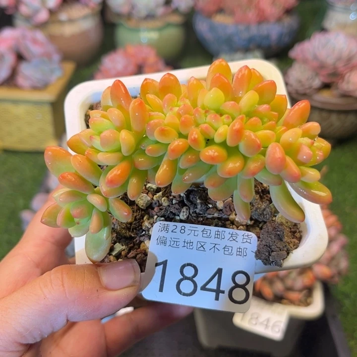 大1848；bxvxbvbbvbb