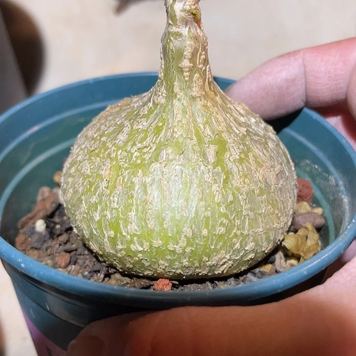 满38包邮2天凑单，脱土晾根发货多肉植物钱袋子