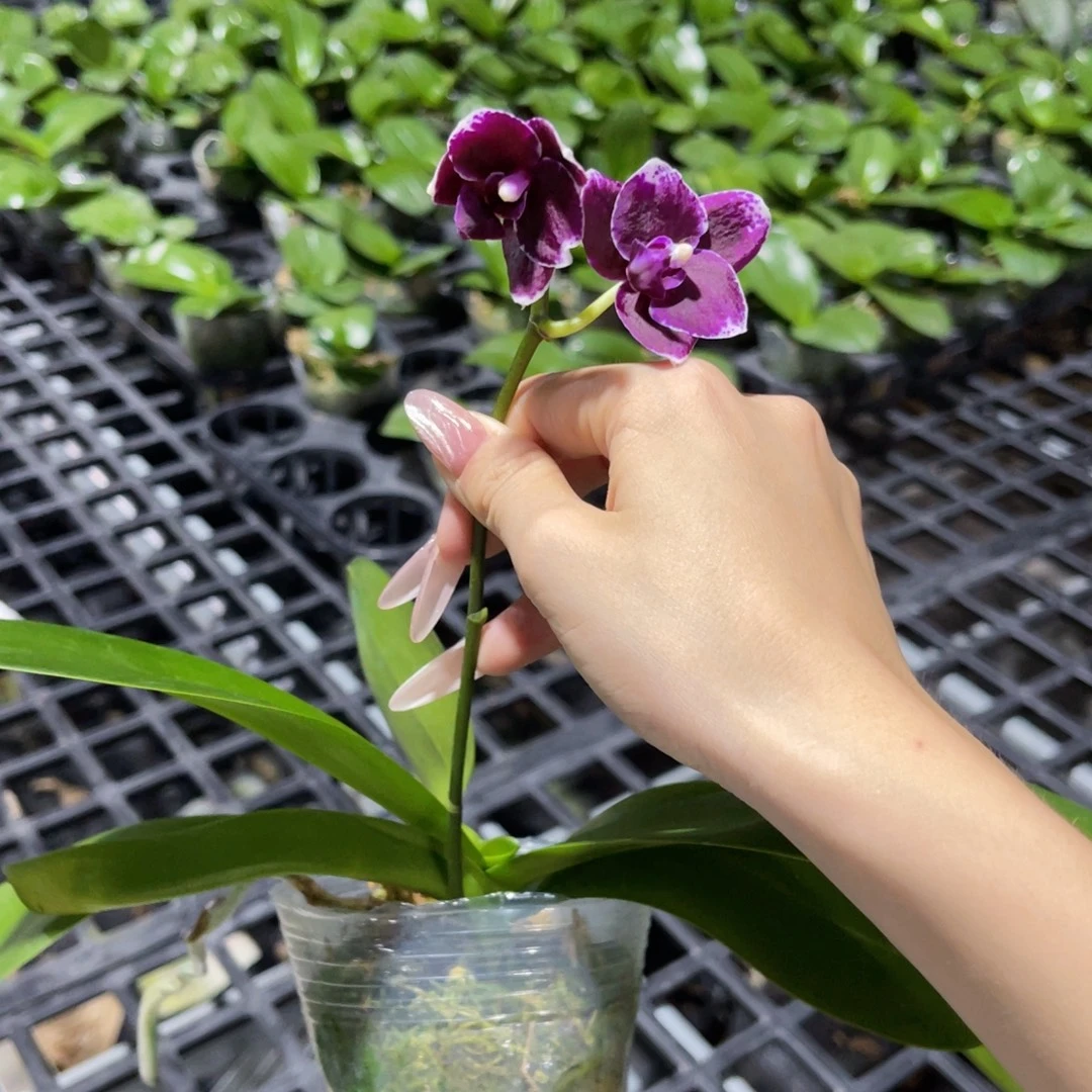 大量花朵（建议范围：8朵-15朵 或40%以上）蝴蝶兰原生