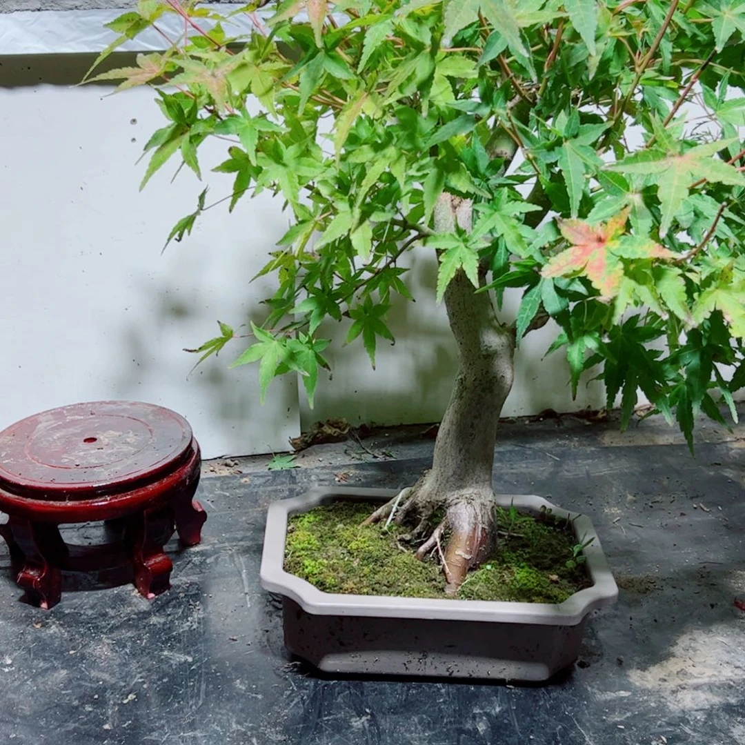 王***坚无花朵枫树……枫树