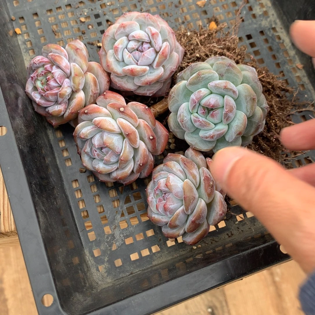 霖***霖霖霖突尼斯5个发货多肉