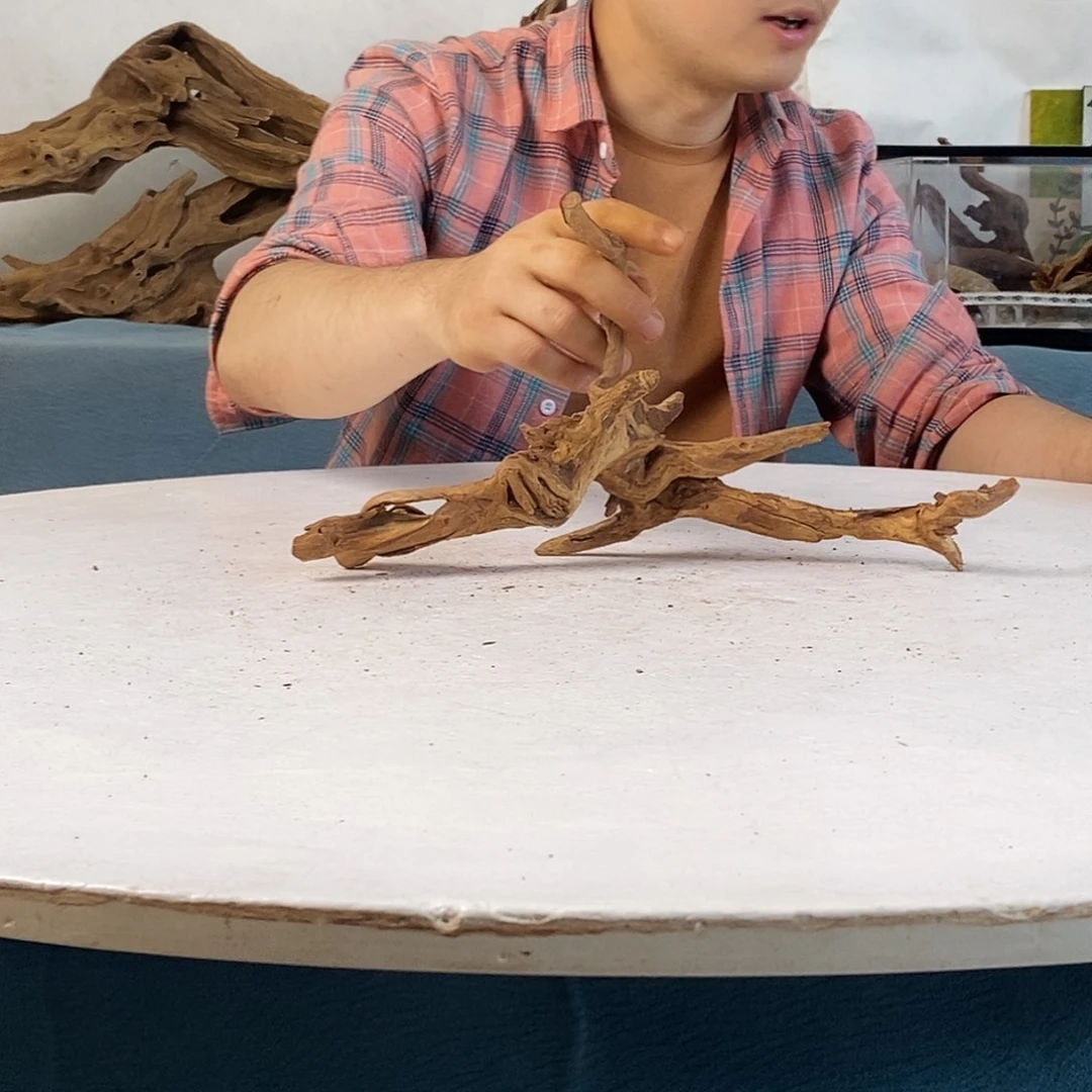 沉木造景寄居蟹造景