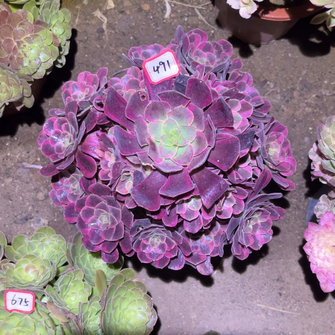491多肉植物凤冠法师