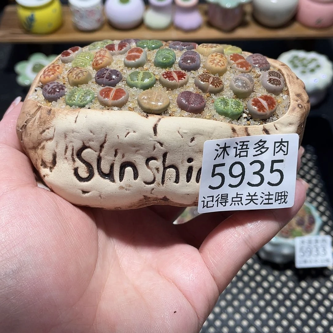带盆土植物 一物一拍5935