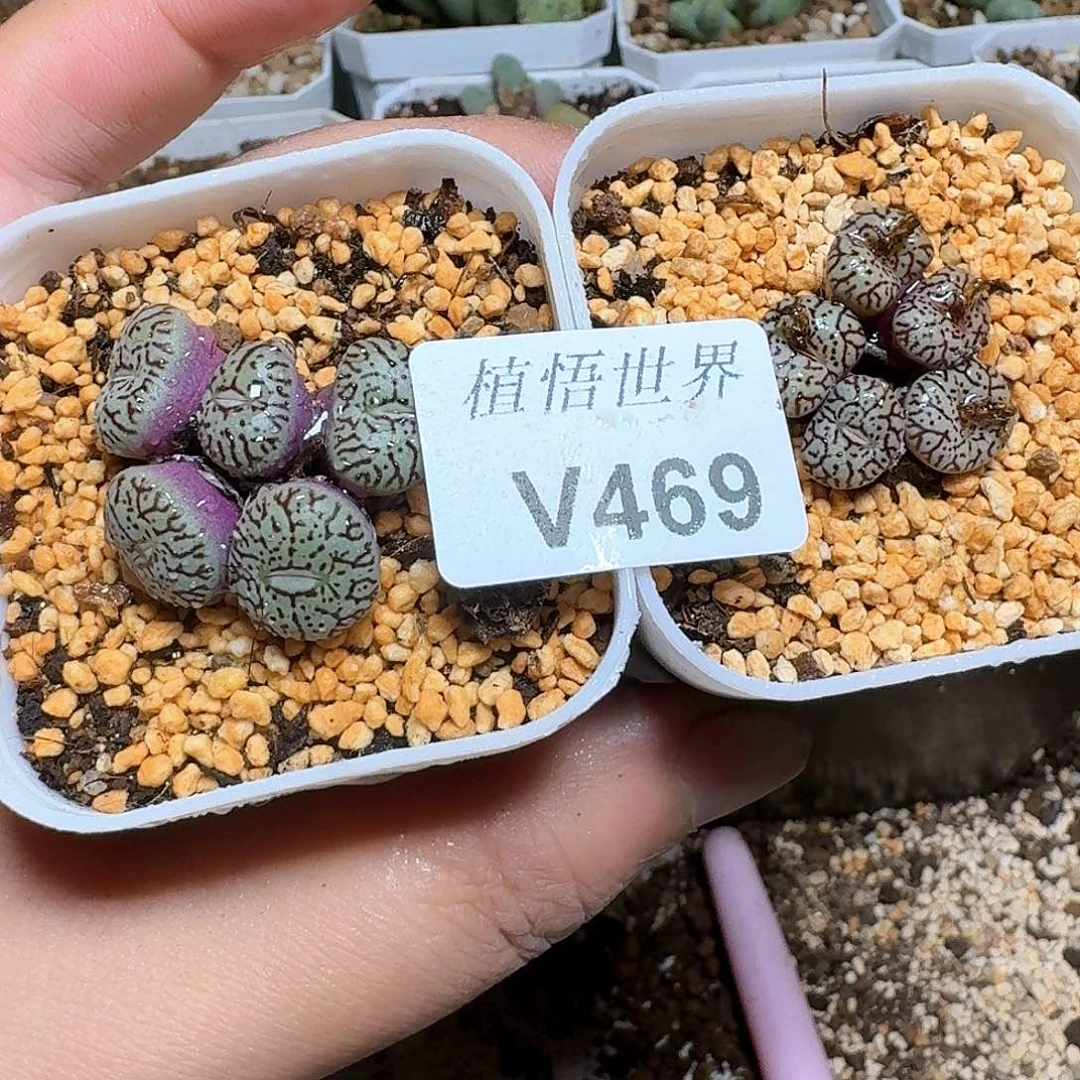 468号多肉植物哇d c