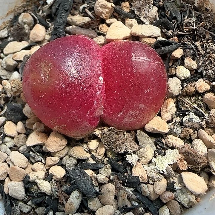 532双头灯泡带盆土