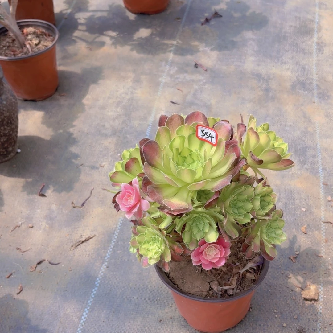 有断枝瑕疵554法师多肉